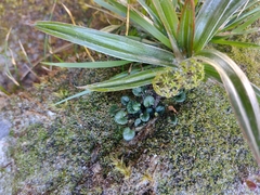 Diplaspis cordifolia
