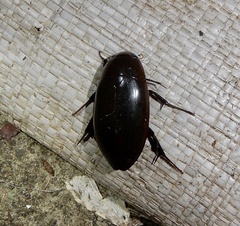 Hydrophilus