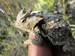 Phrynosoma taurus