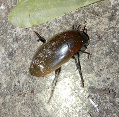 Hydrophilus