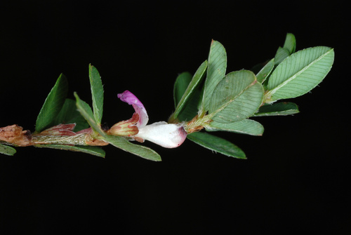 Kummerowia striata