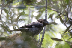 Amblyospiza albifrons