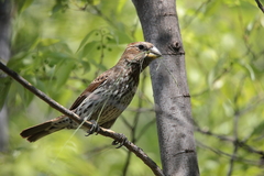 Amblyospiza albifrons