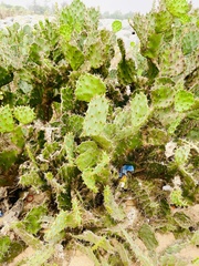 Opuntia