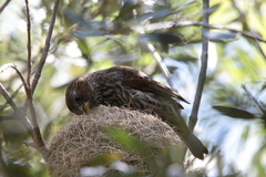 Amblyospiza albifrons