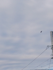 Haliaeetus albicilla