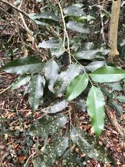 Putranjiva formosana