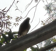 Acridotheres tristis