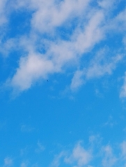 Haliaeetus albicilla