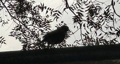 Acridotheres tristis