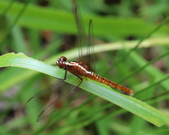 Rhodothemis lieftincki