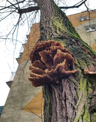 Laetiporus sulphureus