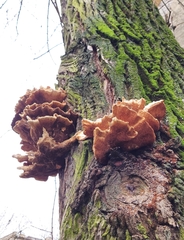 Laetiporus sulphureus