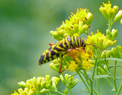 Megacyllene robiniae