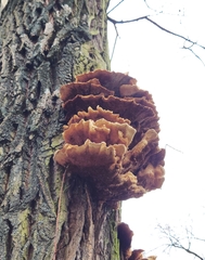 Laetiporus sulphureus