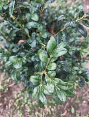 Buxus sempervirens