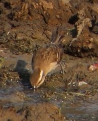 Gymnoris superciliaris