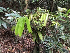 Diospyros blancoi