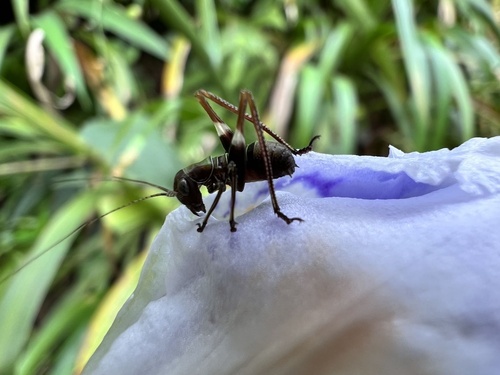 Isopsera denticulata