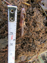 Dendrobaena octaedra