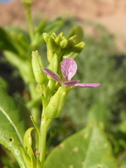 Schouwia purpurea