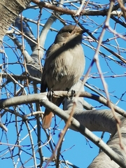 Phoenicurus ochruros