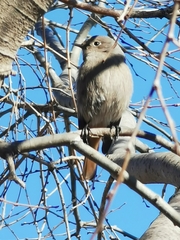 Phoenicurus ochruros