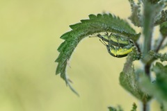 Chlorophanus viridis