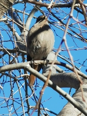 Phoenicurus ochruros