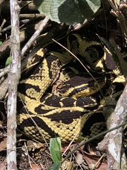 Bothrops jararacussu