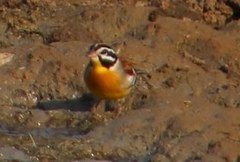 Emberiza flaviventris kalaharica