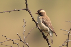 Plocepasser mahali mahali