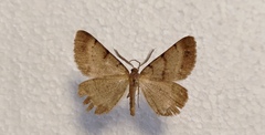 Selidosema brunnearia
