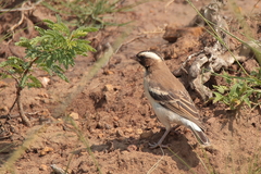 Plocepasser mahali mahali