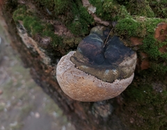 Phellinus igniarius