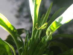 Hierodula