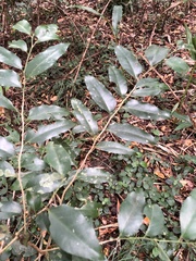 Putranjiva formosana