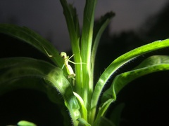 Hierodula