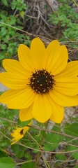 Helianthus debilis