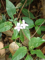 Pseuderanthemum