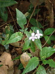 Pseuderanthemum