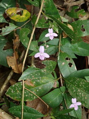 Pseuderanthemum