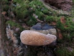 Phellinus igniarius