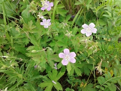 Geranium wlassovianum