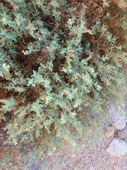 Heliotropium arbainense