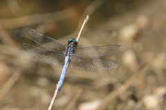 Orthetrum chrysostigma