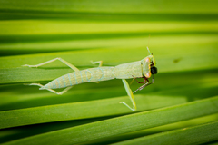 Orthodera