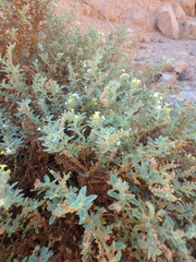 Heliotropium arbainense