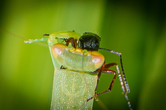Orthodera