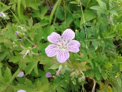 Geranium wlassovianum